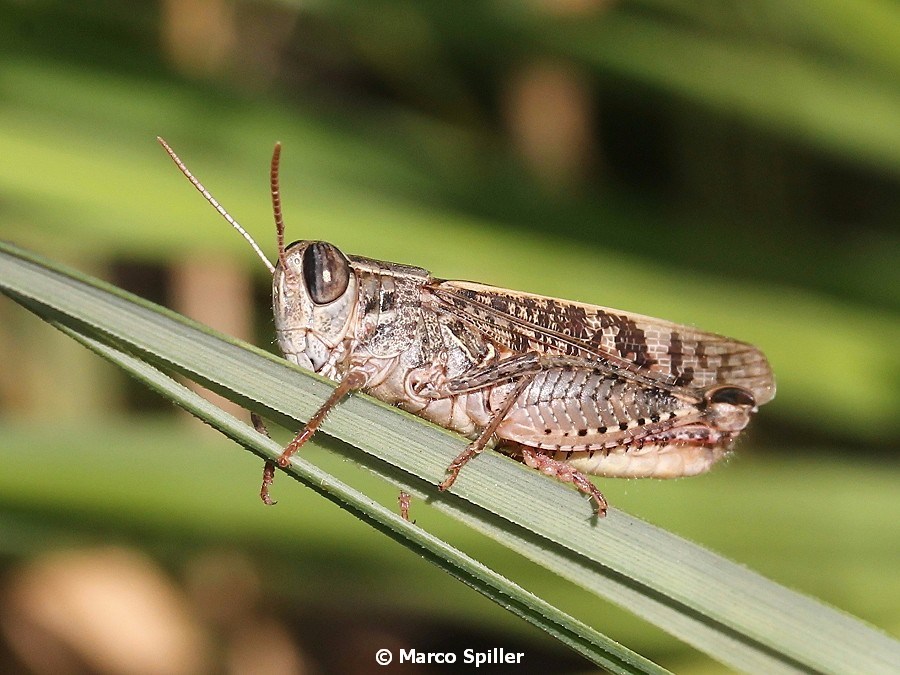 Calliptamus italicus